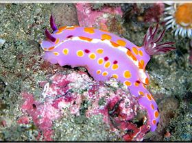 LoxPix Sub-Aqua Image