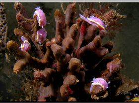 LoxPix Sub-Aqua Image