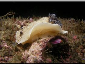 LoxPix Sub-Aqua Image