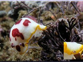 LoxPix Sub-Aqua Image