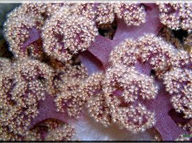 LoxPix Sub-Aqua Image