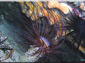 LoxPix Sub-Aqua Image