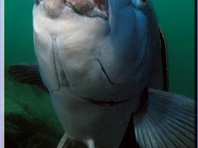 LoxPix Sub-Aqua Image