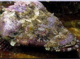 LoxPix Sub-Aqua Image