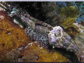 LoxPix Sub-Aqua Image