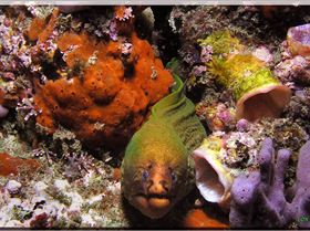 LoxPix Sub-Aqua Image