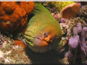 LoxPix Sub-Aqua Image