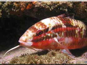 LoxPix Sub-Aqua Image