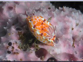 LoxPix Sub-Aqua Image