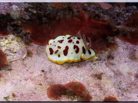 LoxPix Sub-Aqua Image