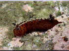 LoxPix Sub-Aqua Image