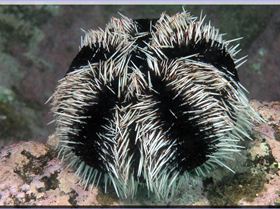 LoxPix Sub-Aqua Image