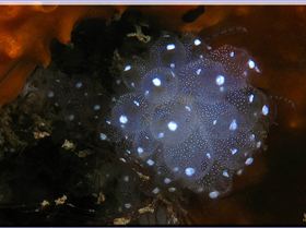 LoxPix Sub-Aqua Image