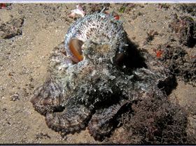 LoxPix Sub-Aqua Image