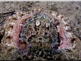 LoxPix Sub-Aqua Image