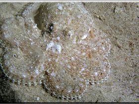 LoxPix Sub-Aqua Image