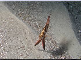 LoxPix Sub-Aqua Image