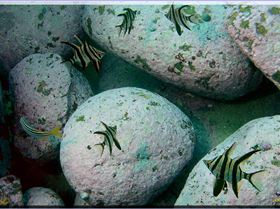 LoxPix Sub-Aqua Image