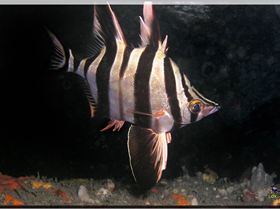 LoxPix Sub-Aqua Image