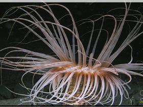 LoxPix Sub-Aqua Image