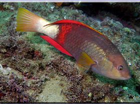 LoxPix Sub-Aqua Image