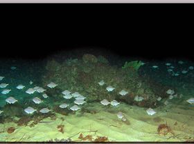 LoxPix Sub-Aqua Image