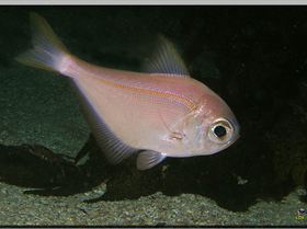 LoxPix Sub-Aqua Image