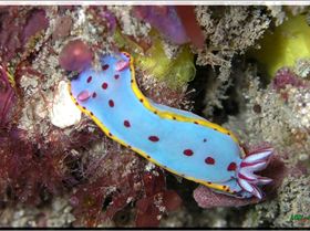 LoxPix Sub-Aqua Image