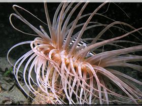 LoxPix Sub-Aqua Image