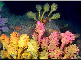 LoxPix Sub-Aqua Image