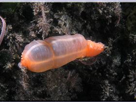 LoxPix Sub-Aqua Image