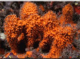 LoxPix Sub-Aqua Image