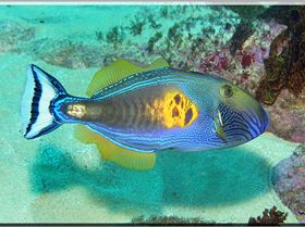 LoxPix Sub-Aqua Image