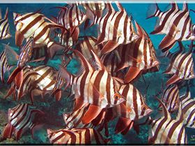 LoxPix Sub-Aqua Image