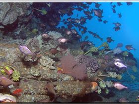 LoxPix Sub-Aqua Image