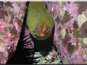 LoxPix Sub-Aqua Image