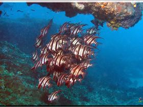 LoxPix Sub-Aqua Image