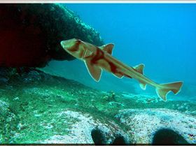 LoxPix Sub-Aqua Image