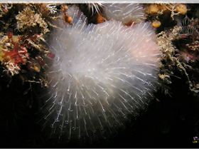 LoxPix Sub-Aqua Image