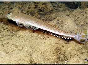 LoxPix Sub-Aqua Image