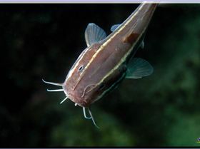 LoxPix Sub-Aqua Image