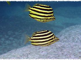 LoxPix Sub-Aqua Image