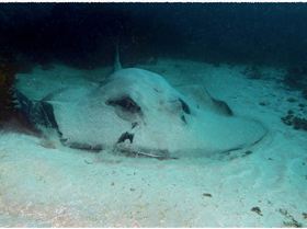 LoxPix Sub-Aqua Image