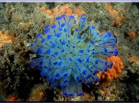 LoxPix Sub-Aqua Image