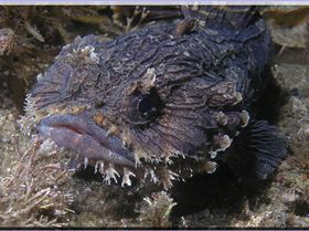 LoxPix Sub-Aqua Image