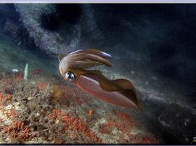 LoxPix Sub-Aqua Image