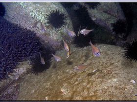 LoxPix Sub-Aqua Image