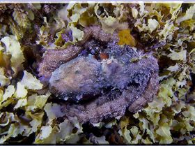 LoxPix Sub-Aqua Image