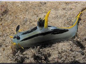 LoxPix Sub-Aqua Image