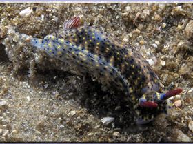 LoxPix Sub-Aqua Image